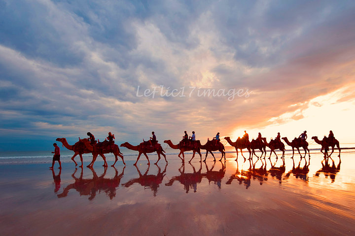 Camel Reflections
