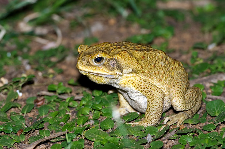 Cane Toad