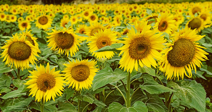 early crowd sunflowers