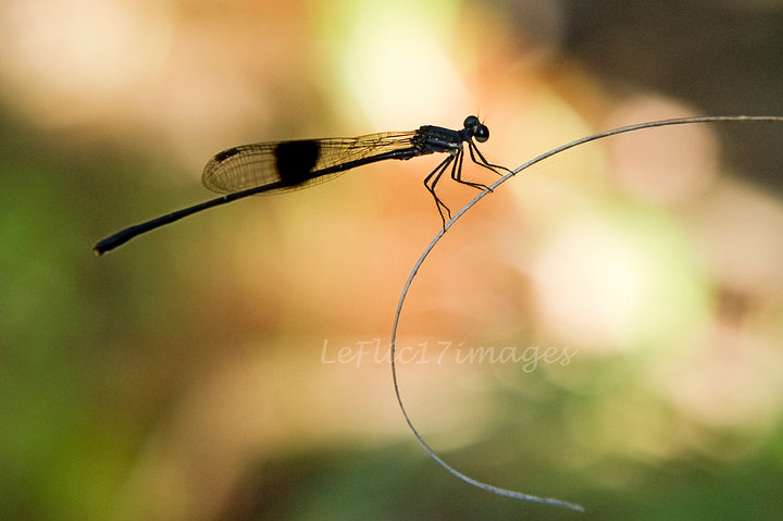 Australian Cranefly