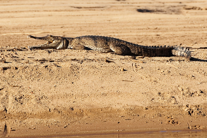 Freshwater Crocodile at Geikie Gorge