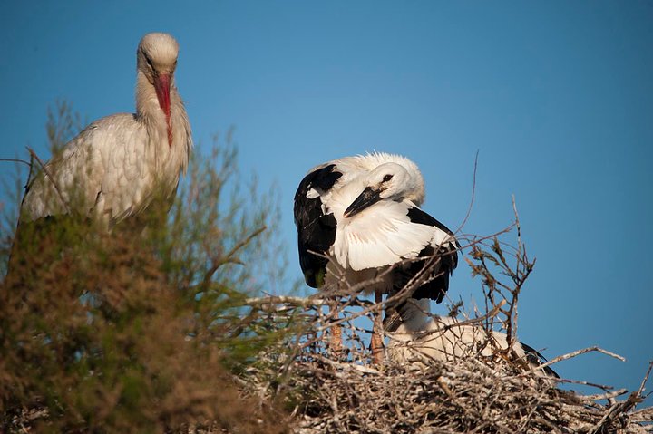 White Stork and Chicks