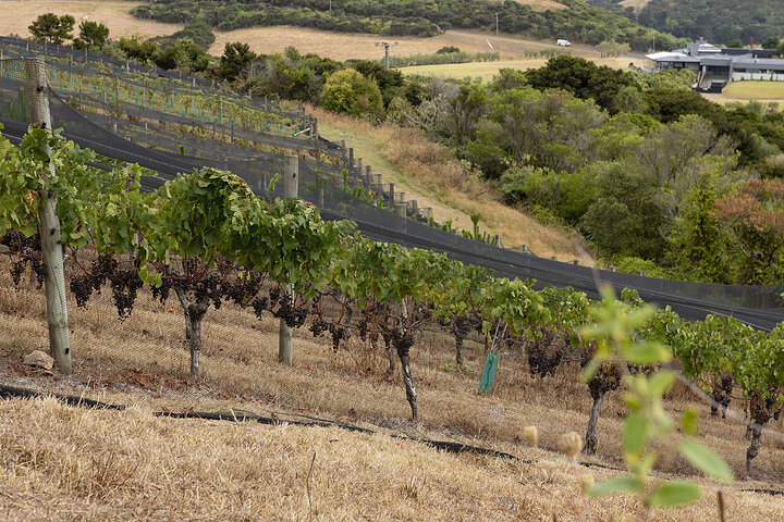 Winemakers vineyard